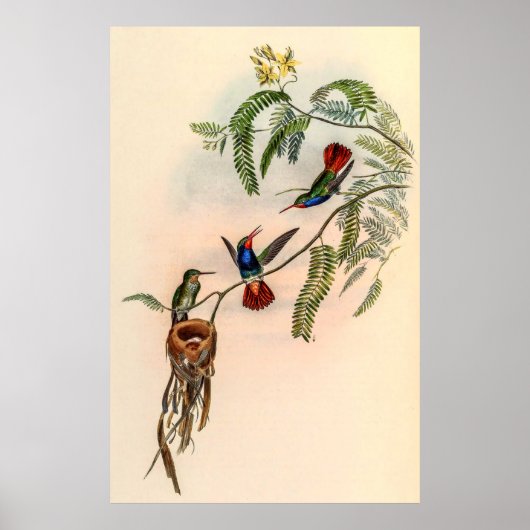 Vintage Hummingvögel von John Gould Poster (Vorne)