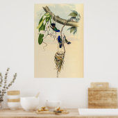 Vintage Hummingvögel von John Gould Poster (Küche)