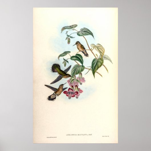 Vintage Hummingvögel von John Gould Poster (Vorne)