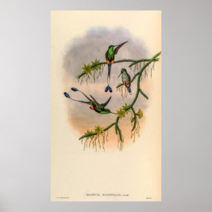 Vintage Hummingvögel von John Gould Poster