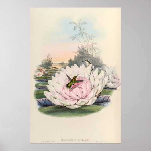 Vintage Hummingvögel von John Gould Poster (Vorne)