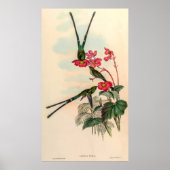 Vintage Hummingvögel von John Gould Poster (Vorne)