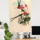 Vintage Hummingvögel von John Gould Poster (Heimbüro)