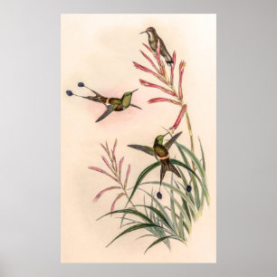 Vintage Hummingvögel von John Gould Poster