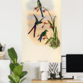 Vintage Hummingvögel von John Gould Poster (Heimbüro)