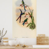Vintage Hummingvögel von John Gould Poster (Küche)