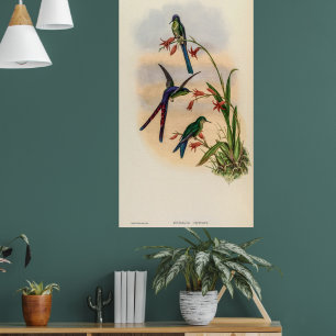 Vintage Hummingvögel von John Gould Poster