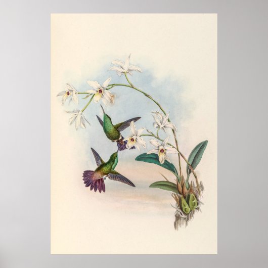 Vintage Hummingvögel von John Gould Poster (Vorne)