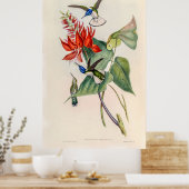 Vintage Hummingvögel von John Gould Poster (Küche)