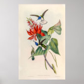 Vintage Hummingvögel von John Gould Poster (Vorne)