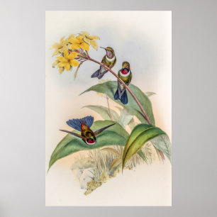 Vintage Hummingvögel von John Gould Poster