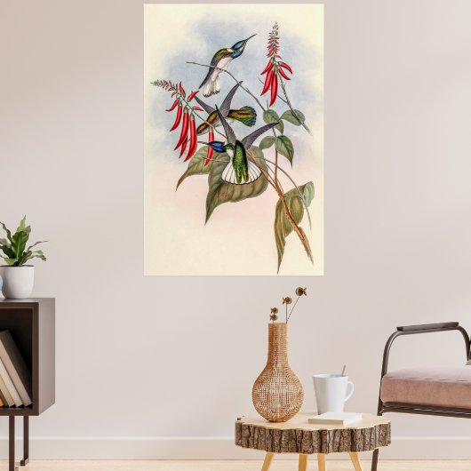 Vintage Hummingvögel von John Gould Poster (Wohnzimmer 3)