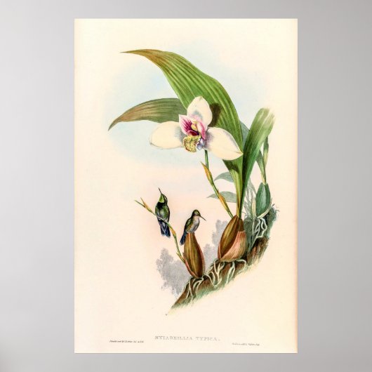 Vintage Hummingvögel von John Gould Poster (Vorne)