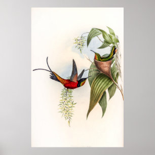Vintage Hummingvögel von John Gould Poster