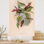 Vintage Hummingvögel von John Gould Poster (Küche)