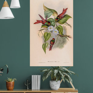 Vintage Hummingvögel von John Gould Poster