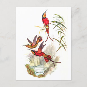 Vintage Hummingvögel von John Gould Postkarte