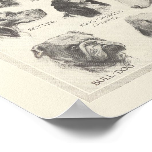 Vintage Hunderasse Poster (Ecke)