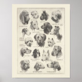 Vintage Hunderasse Poster (Vorne)