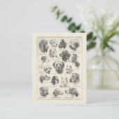 Vintage Hunderasse Postkarte (Stehend Vorderseite)