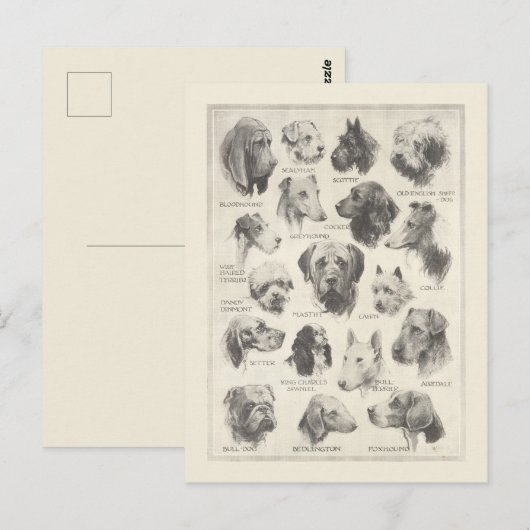 Vintage Hunderasse Postkarte (Vorne/Hinten)