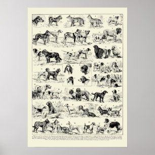 Vintage-Hunderassen-Illustrationen von Adolphe Mil Poster
