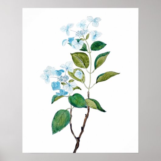 Vintage Hydrangea-Blume Poster (Vorne)