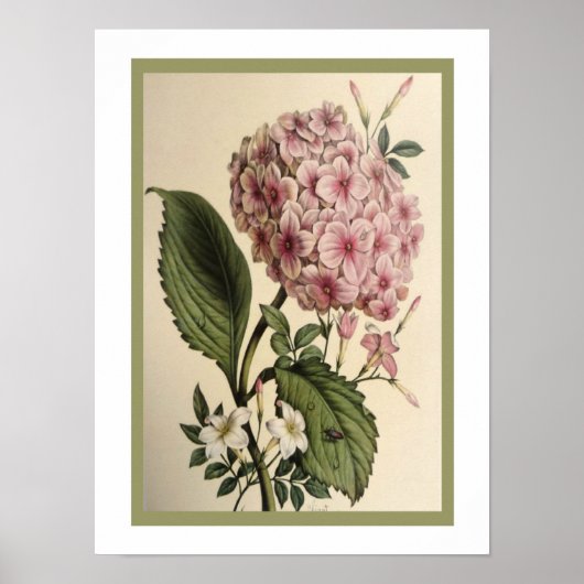 Vintage Hydrangea Print 12 x 16 Poster (Vorne)