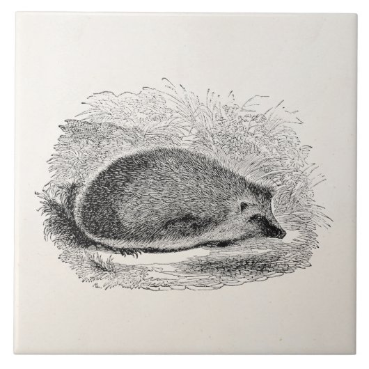 Vintage Igel 1800s Igels-Illustration Fliese (Vorderseite)