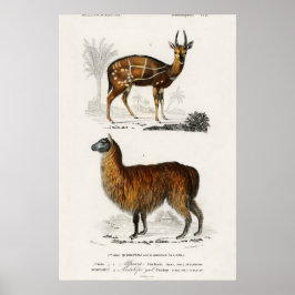 Vintage Illustration Alpaca und Antilope Poster