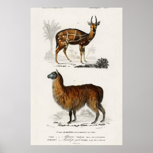 Vintage Illustration Alpaca und Antilope Poster (Vorne)