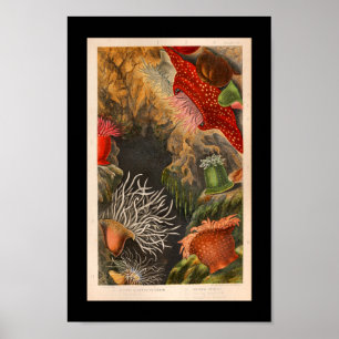 Vintage Illustration am Roten Meer Anemone Poster