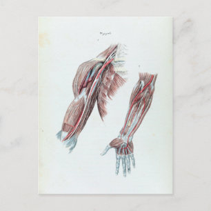 Vintage-Illustration Anatomie menschlicher Arme un Postkarte