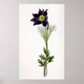 Vintage Illustration "Anemone Pulsatilla" Poster (Vorne)