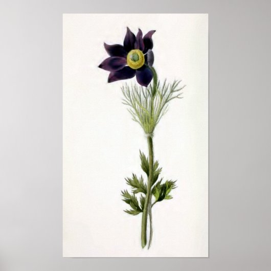 Vintage Illustration "Anemone Pulsatilla" Poster (Vorne)