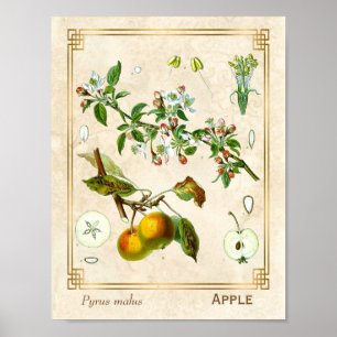 Vintage-Illustration Apfel Obst Botanisch Floral Poster