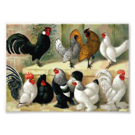Vintage Illustration "Bantams" Fotodruck