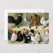 Vintage Illustration "Bantams" Postkarte (Vorne/Hinten)