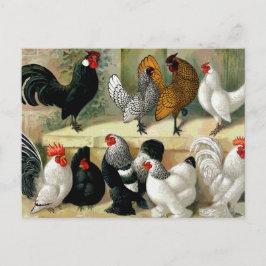 Vintage Illustration "Bantams" Postkarte