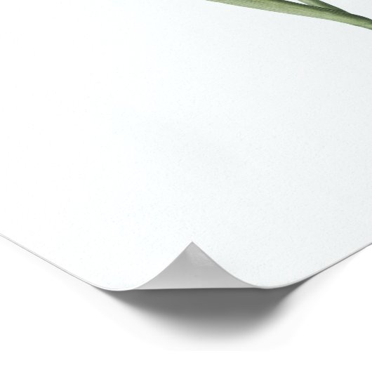 Vintage Illustration Botanische Kunst Poster (Ecke)