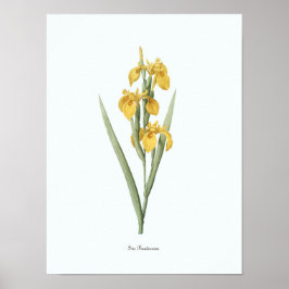 Vintage Illustration Botanische Kunst Poster