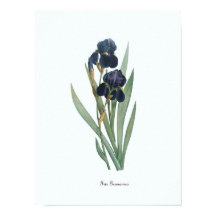 Vintage Illustration Botanische Kunst