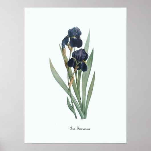 Vintage Illustration Botanische Kunst Poster (Vorne)