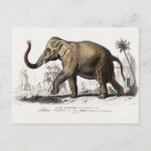 Vintage Illustration der asiatischen Elefanten aus Postkarte (Vorderseite)