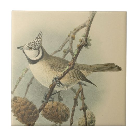 Vintage Illustration der europäischen Crested Tit Fliese (Vorderseite)