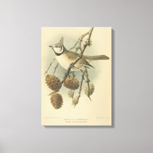 Vintage Illustration der europäischen Crested Tit Leinwanddruck