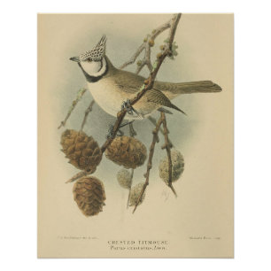 Vintage Illustration der europäischen Crested Tit Poster