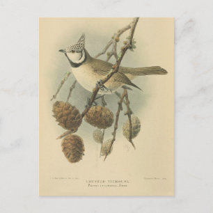Vintage Illustration der europäischen Crested Tit Postkarte