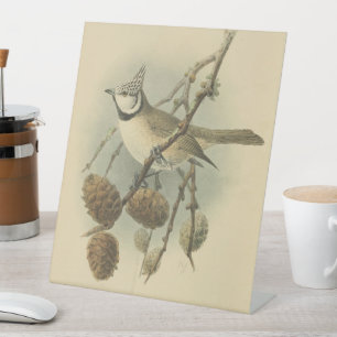 Vintage Illustration der europäischen Crested Tit Sockelschild