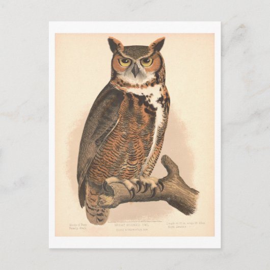 Vintage Illustration der Großhornschnecke Postkarte (Vorderseite)